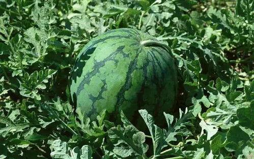 今日吃瓜热门大瓜