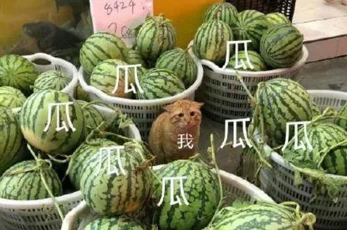 网络流行语“吃瓜”究竟是什么意思?