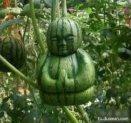 网络流行语“吃瓜”究竟是什么意思?