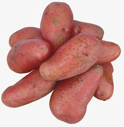 地瓜视频免费下载安装指南