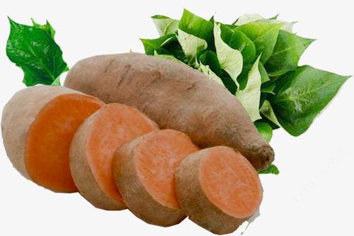 地瓜视频免费下载安装指南