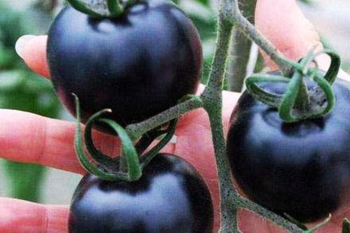 17C吃瓜官网黑料