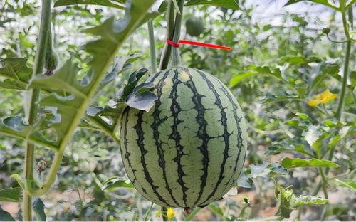 51cg今日吃瓜热门大瓜路线最新