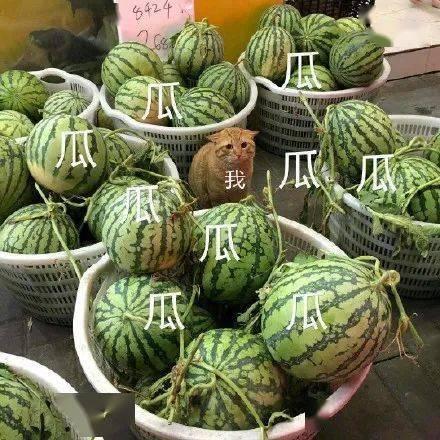 吃瓜网今日吃瓜热门大瓜,揭秘娱乐圈最新八卦!