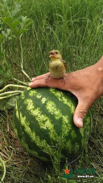 17吃瓜群众热门大瓜