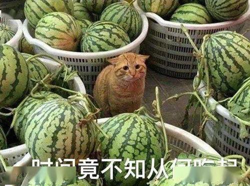 每日吃瓜,今日大瓜!