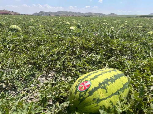 全网资源免费入口,吃瓜群带你畅游热点世界