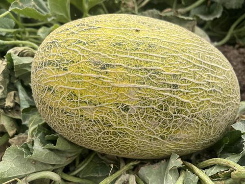 吃瓜天堂新瓜优品,吃瓜网带你畅游瓜界盛宴