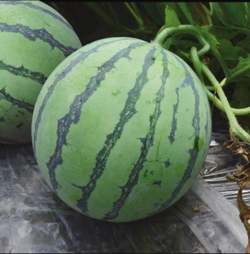 51cg今日吃瓜热门大瓜路线最新