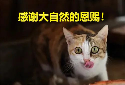 女子因远亲有狐臭,男友母亲以死相逼令分手?隐情竟然是…