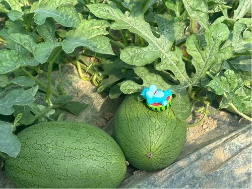 品种繁多,市场繁荣