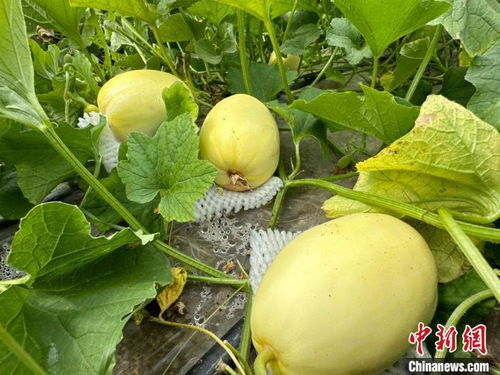 品种繁多,市场繁荣