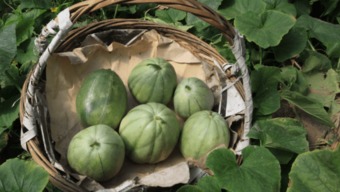 品种繁多,市场繁荣