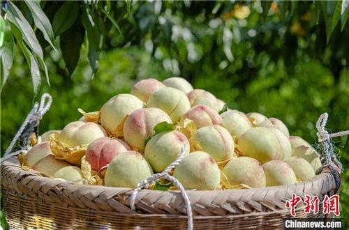 探寻中国四大水蜜桃,品味果香四溢的甜蜜时光