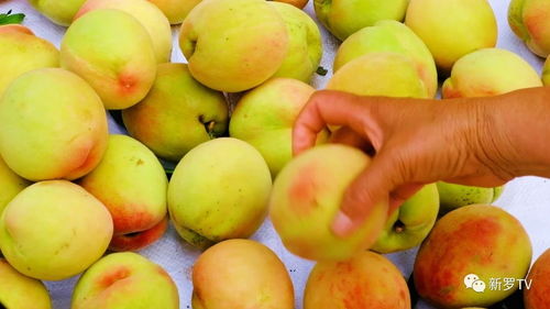 探寻中国四大水蜜桃,品味果香四溢的甜蜜时光