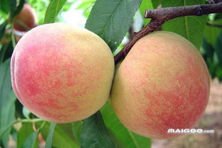 探寻中国四大水蜜桃,品味果香四溢的甜蜜时光