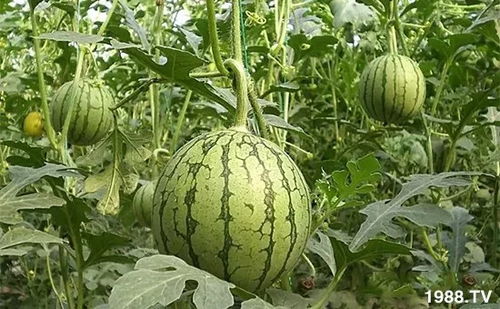 【影视动态】于适新电影定档,刘晓庆婚内出轨传闻再起