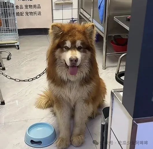 千万网红直播出意外把狗洗死,女明星发文谴责其“是为流量是谋杀”,网红回应:真的是一场意外!