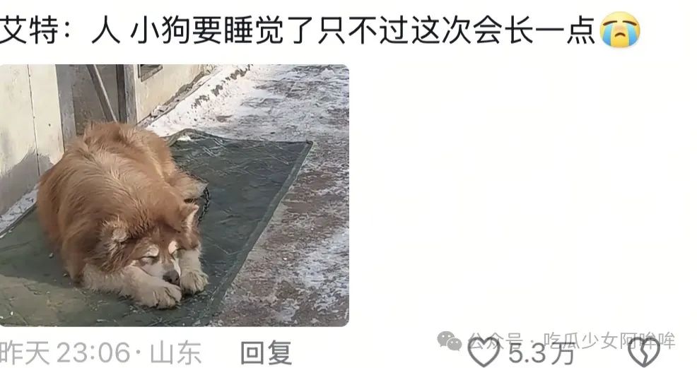 千万网红直播出意外把狗洗死,女明星发文谴责其“是为流量是谋杀”,网红回应:真的是一场意外!